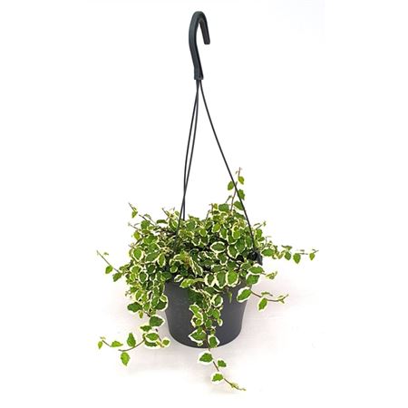 Ficus Pumila Sunny