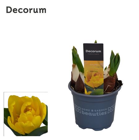 Tulipa Yellow Baby (decorum)