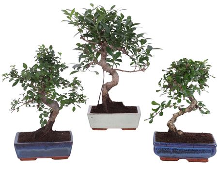 Bonsai Mix In Ceramic S-shape
