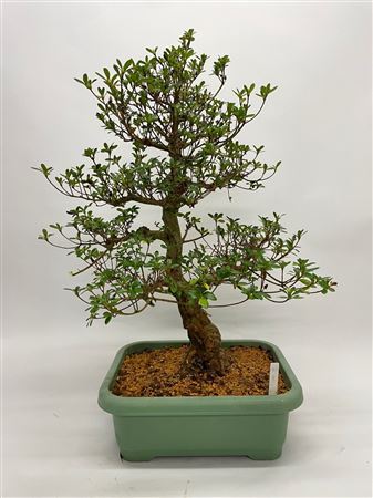 Bonsai Satsuki Azalea (herkomst: Japan)
