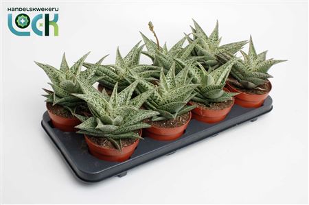 Aloe Snow Flake