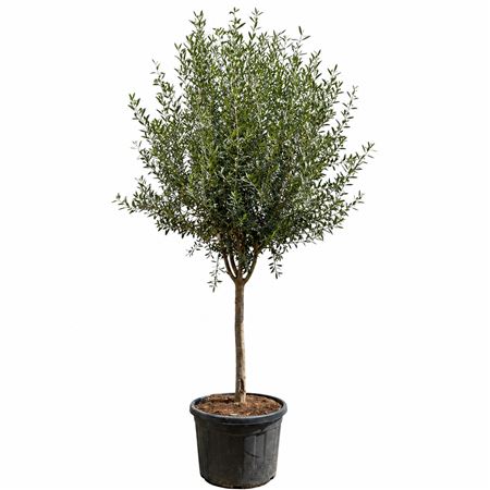 Olea Europaea Cultivo