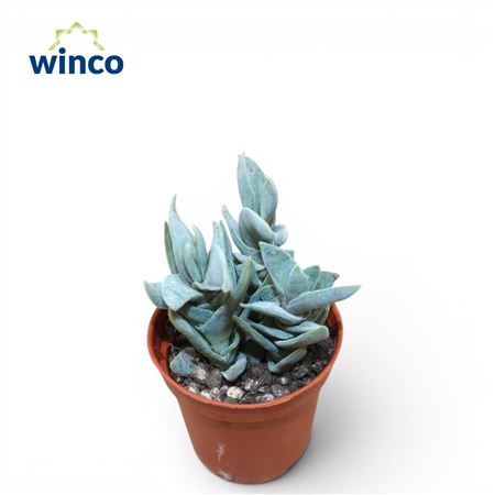 Crassula Falcata Minor