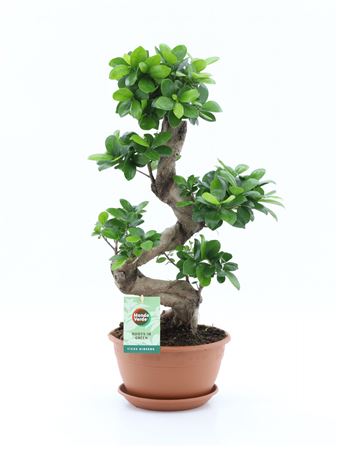 Ficus Ginseng S-type