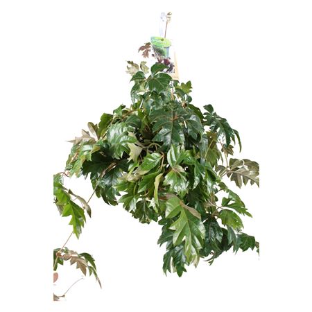 Cissus Ellen Danica Hanging
