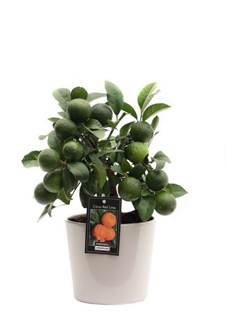 Citrus Red Lime In Roma Ceramic Grey