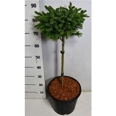 Picea Om Nana On Stem