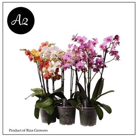 Phal 3st Marvelous Combination A2 Микс 15+ (орхидея