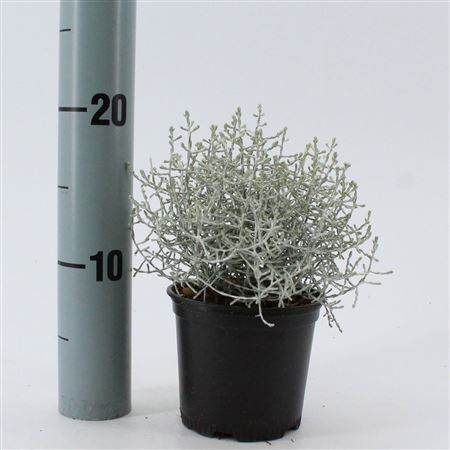 Calocephalus Brownii