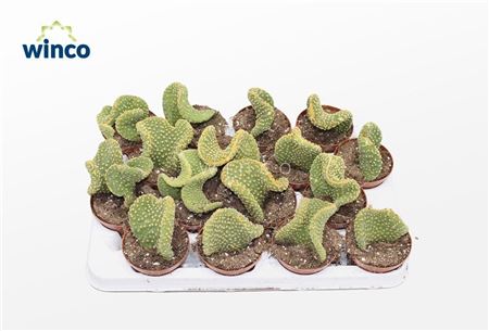 Opuntia Microdasis Palida Cristata