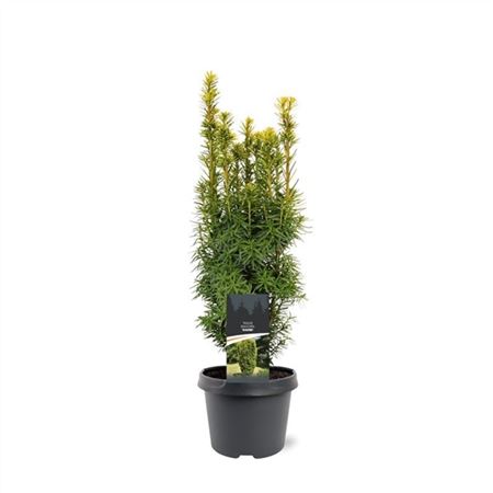 Taxus Bacc David