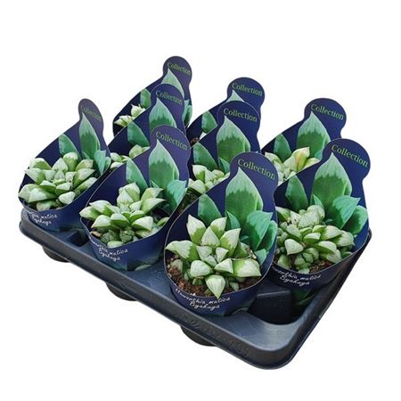 Haworthia Mutica Byakuya Potcover