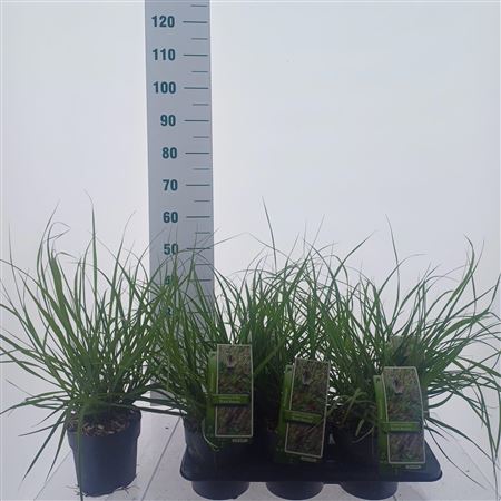 Pennisetum Alopecuroides Black Beauty
