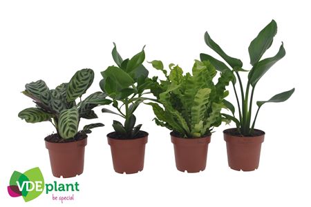 Plantmix Intenz Mix