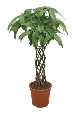 Pachira Aquatica Cage 27 Cm