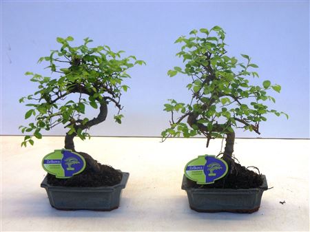 Bonsai Zelkova Parvifolia