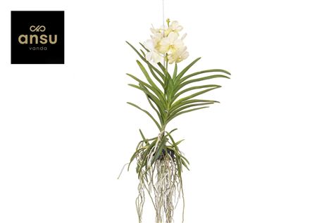 Vanda Tayanee White
