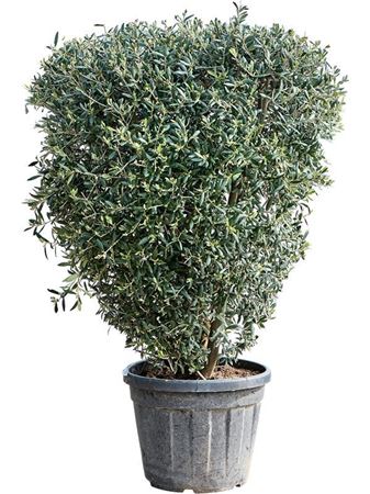 Olea Europaea (140-160)