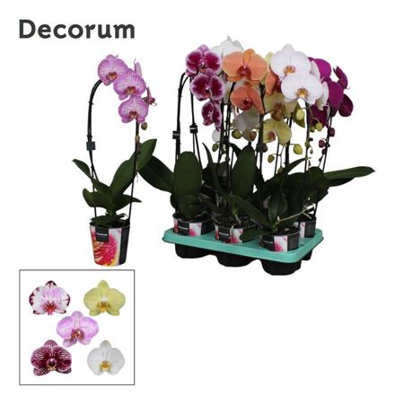 Phal Cascade 1st Mix 9+ Decorum (bernhard)