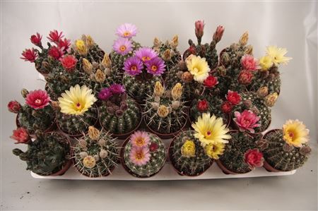 Cactus Mix Big Flowers