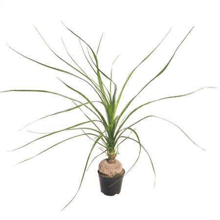 Нолина 1 лук.