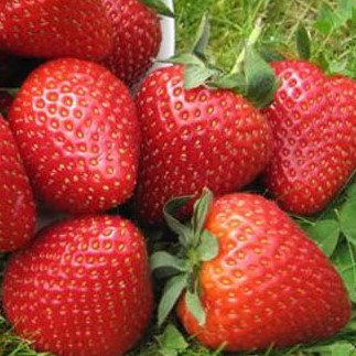 Земляника Вибрант