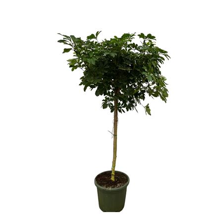 Schefflera Nora On Stem