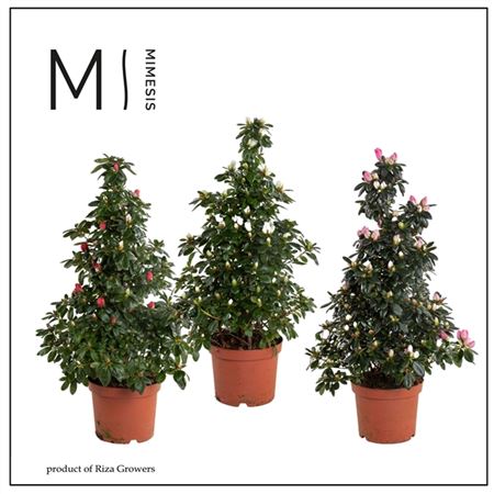 Azalea Piramide Mix