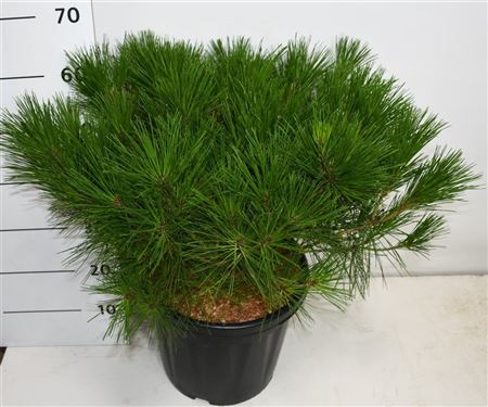Pinus Dens Alice Verkade