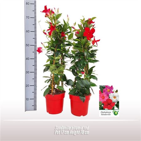 Mandevilla Red Pyramid