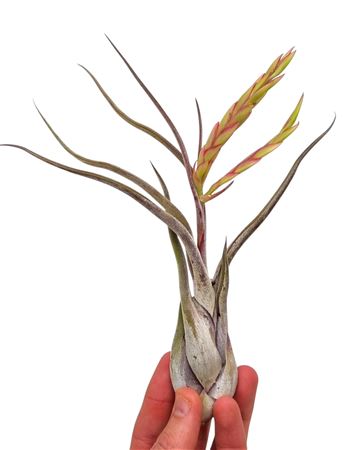 Tillandsia Caput Medusa + Flowers