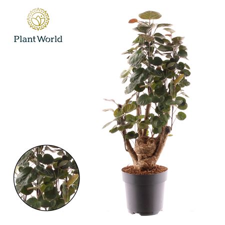 Polyscias Fabian Vertakt