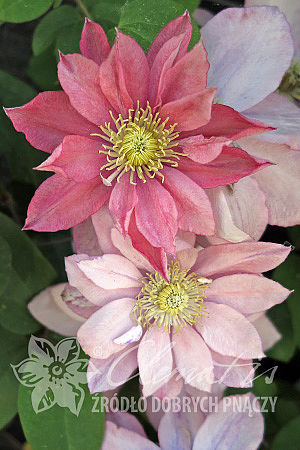 Клематис гибридный Литтл Мермэд в тубе