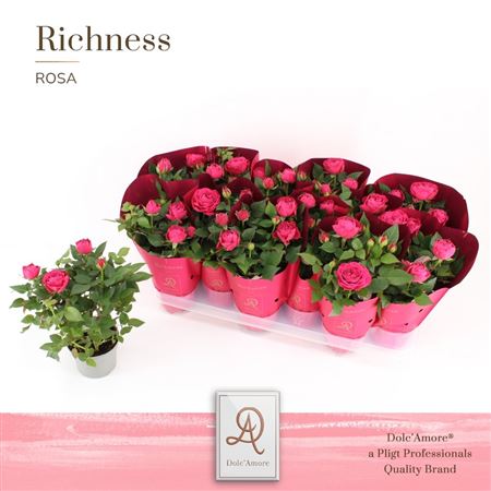 Rosa Dark Pink (dolc'amore)