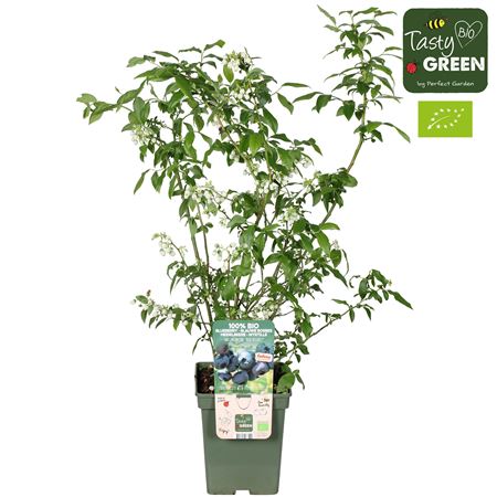 Vaccinium Cor Blue Dessert Bio