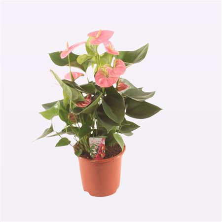 Anth An Sweet Leny 6+ (ep Flora)