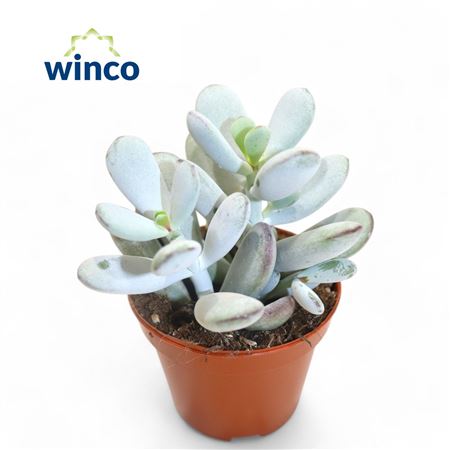 Cotyledon Orbiculata Higginsiae.