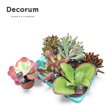 Kalanchoe Mix (decorum) Decorum+steker