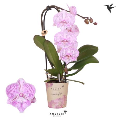 Phal Venetian Carnaval (ok)