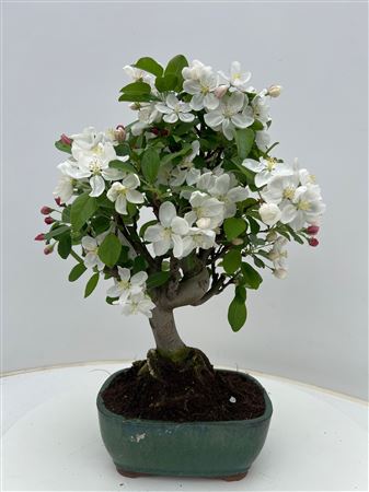 Bonsai Malus Domestica 21.