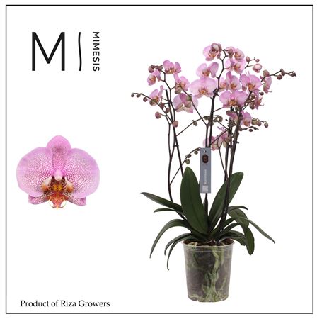 Phal 4st Marvellous Pink Special 50+ (orchid Growe