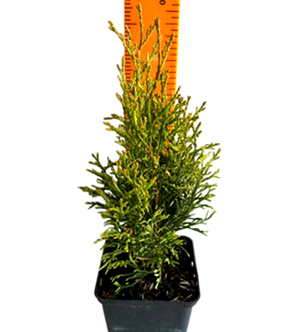 Туя западная Сильвер Смарагд