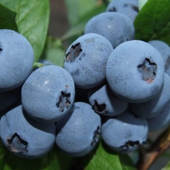 Голубика высокорослая Блюкроп | Оптовая цветочная компания «Флора Групп» Голубика высокорослая Блюкроп