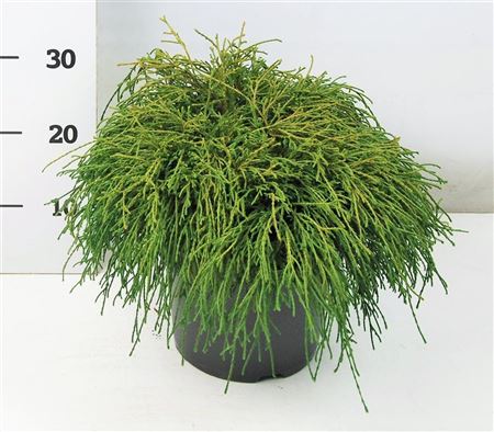 Chamaecyparis Pis Filifera Nana