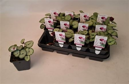 Cyclamen Coum Silverleaf White