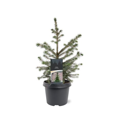 Picea Omorika