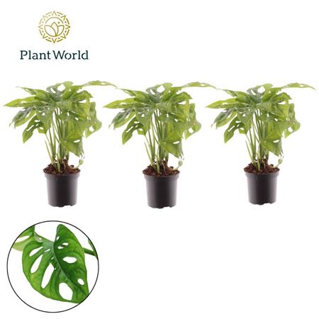 Monstera Monkey