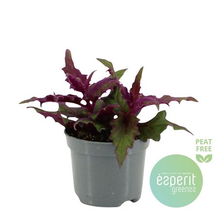 Gynura Auran Purple Passion