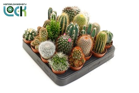 Succulenten Cactus Mix