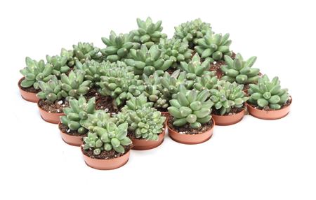 Pachyveria Scheideckeri